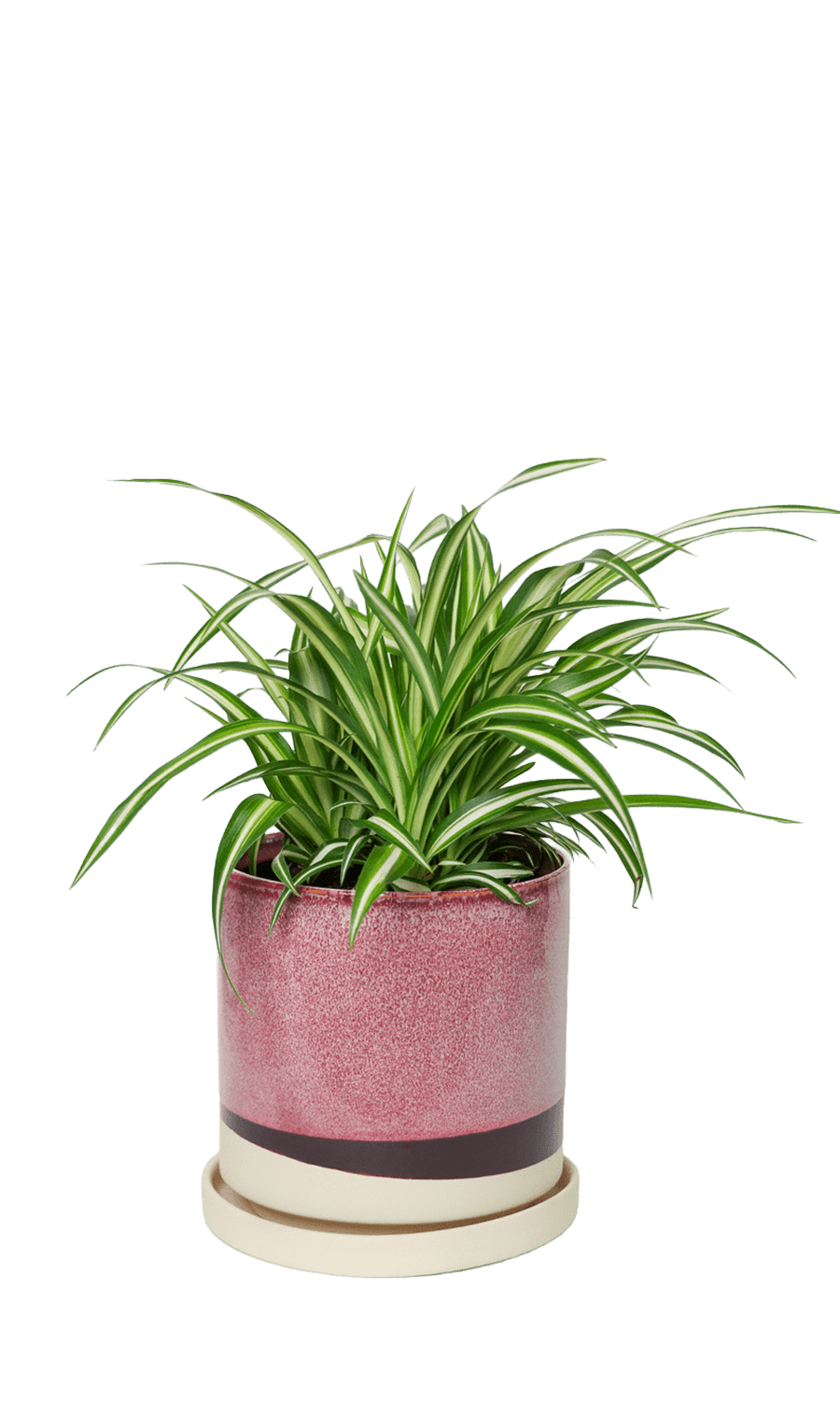 Large Minute Ceramic Pots & Saucer | 6", 7" & 8" Indoor Planter - Chive Ceramics Studio - Pots - Chive Ceramics Studio