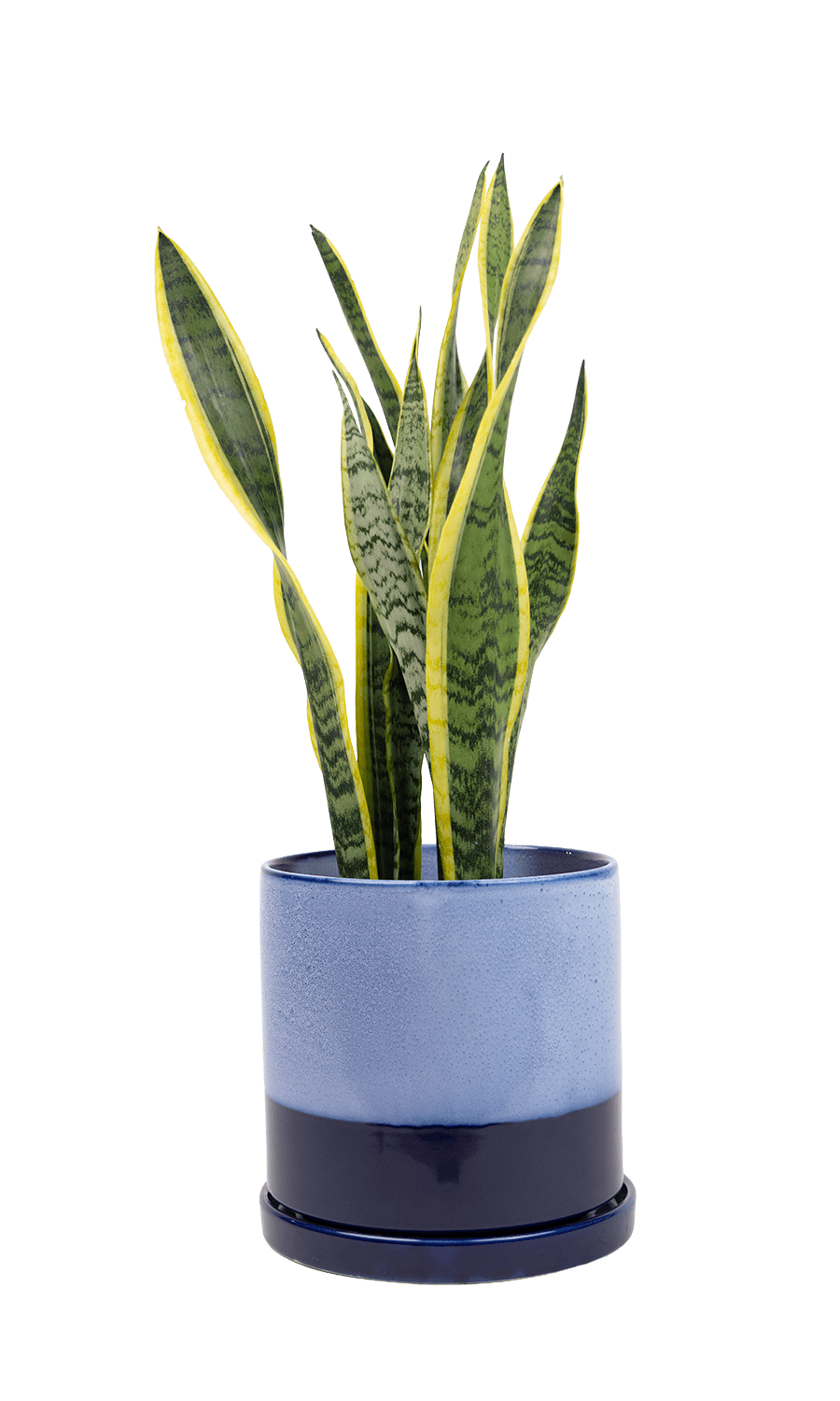 Large Minute Ceramic Pots & Saucer | 6", 7" & 8" Indoor Planter - Chive Ceramics Studio - Pots - Chive Ceramics Studio