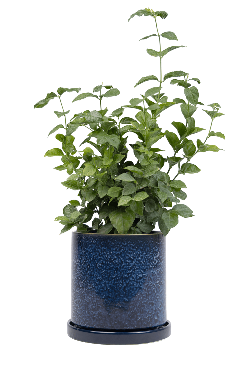 Large Minute Ceramic Pots & Saucer | 6", 7" & 8" Indoor Planter - Chive Ceramics Studio - Pots - Chive Ceramics Studio