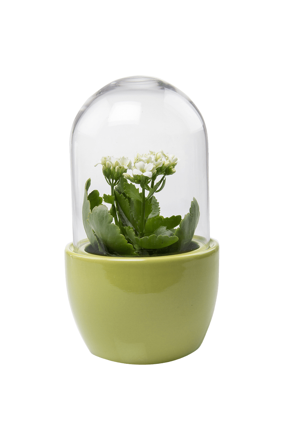 Pill Glass Terrarium Jar For Succulents - Chive Ceramics Studio - Terrariums - Chive Ceramics Studio
