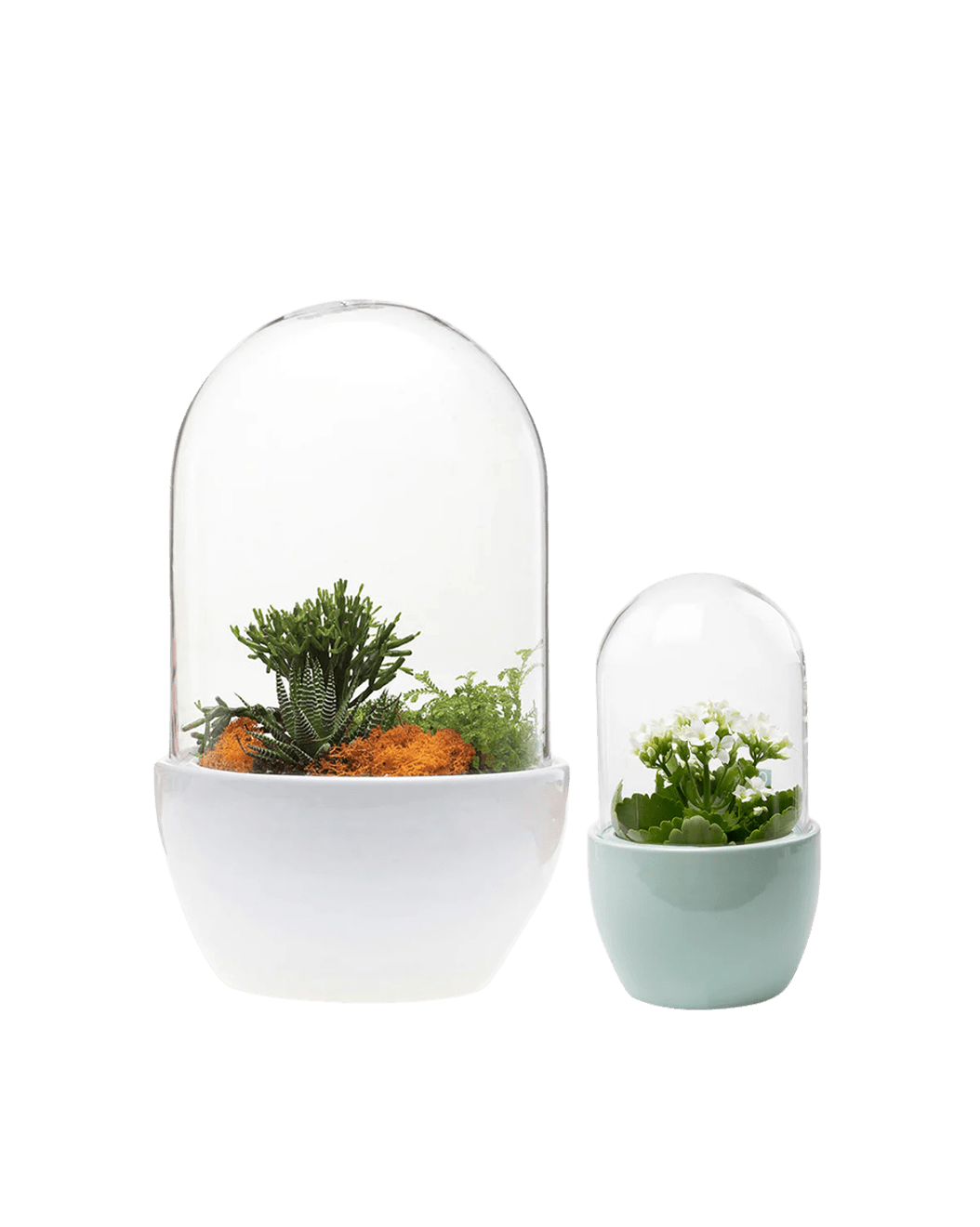 Pill Glass Terrarium Jar For Succulents - Chive Ceramics Studio - Terrariums - Chive Ceramics Studio