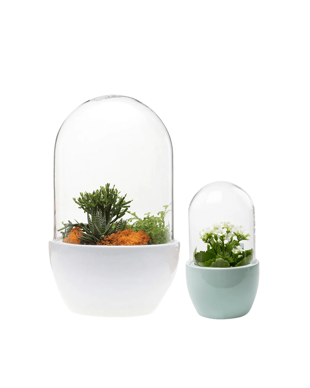 Pill Glass Terrarium Jar For Succulents - Chive Ceramics Studio - Terrariums - Chive Ceramics Studio