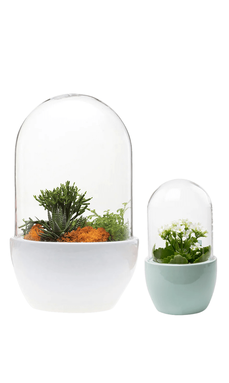 Pill Glass Terrarium Jar For Succulents - Chive Ceramics Studio - Terrariums - Chive Ceramics Studio