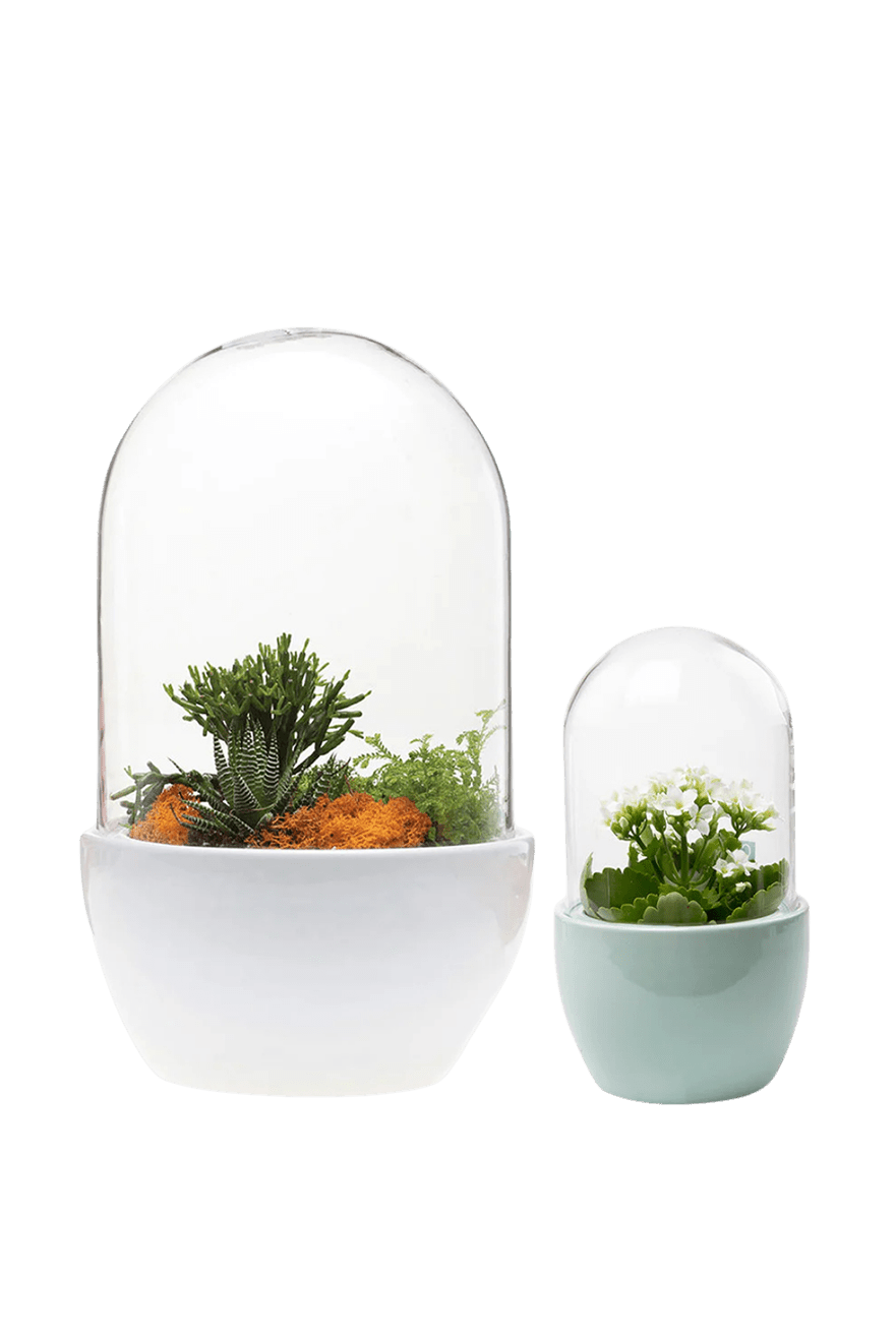 Pill Glass Terrarium Jar For Succulents - Chive Ceramics Studio - Terrariums - Chive Ceramics Studio