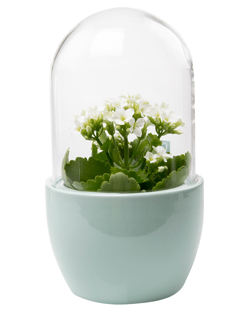 Pill Glass Terrarium Jar For Succulents - Chive Ceramics Studio - Terrariums - Chive Ceramics Studio