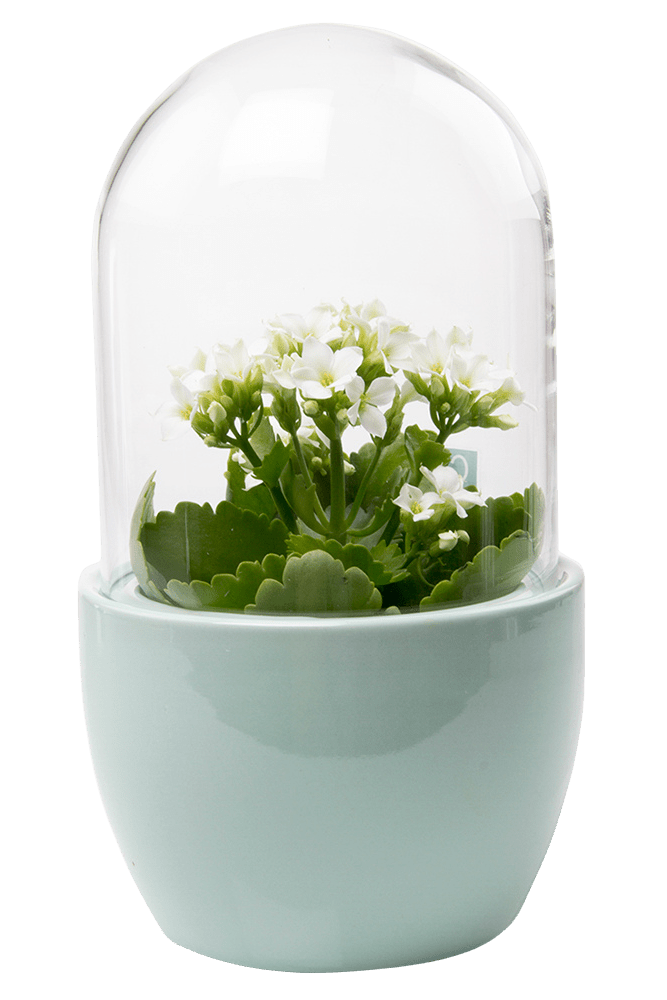 Pill Glass Terrarium Jar For Succulents - Chive Ceramics Studio - Terrariums - Chive Ceramics Studio