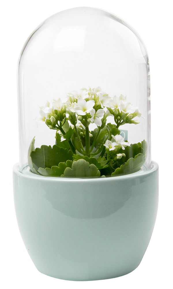 Pill Glass Terrarium Jar For Succulents - Chive Ceramics Studio - Terrariums - Chive Ceramics Studio
