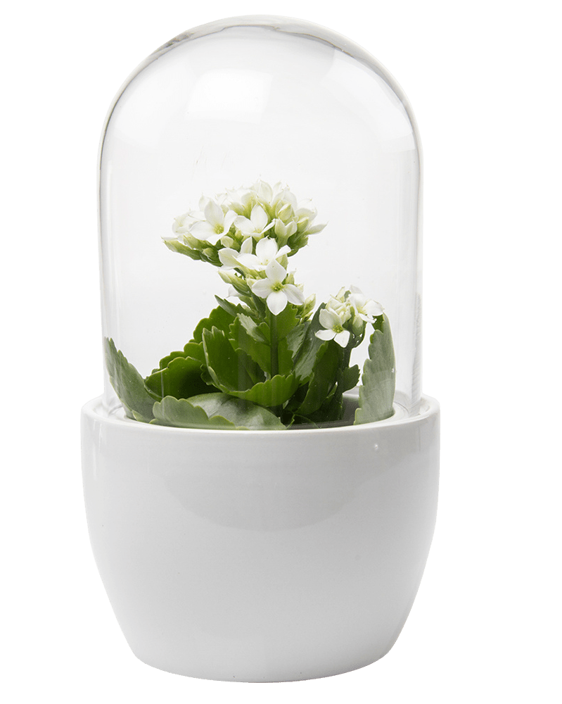 Pill Glass Terrarium Jar For Succulents - Chive Ceramics Studio - Terrariums - Chive Ceramics Studio