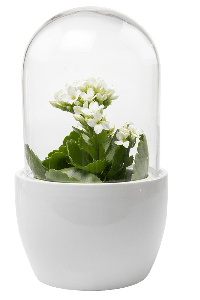 Pill Glass Terrarium Jar For Succulents - Chive Ceramics Studio - Terrariums - Chive Ceramics Studio