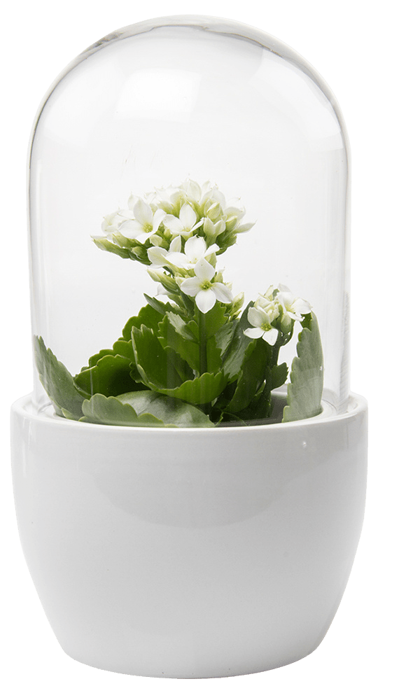 Pill Glass Terrarium Jar For Succulents - Chive Ceramics Studio - Terrariums - Chive Ceramics Studio
