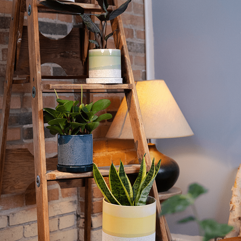 Large Minute Ceramic Pots & Saucer | 6", 7" & 8" Indoor Planter - Chive Ceramics Studio - Pots - Chive Ceramics Studio
