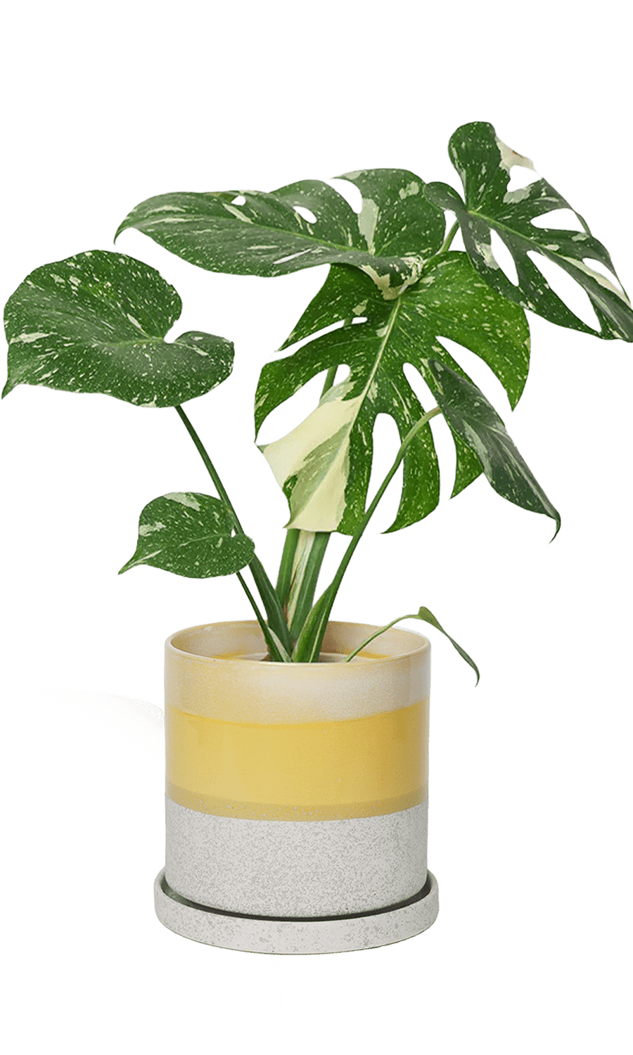 Large Minute Ceramic Pots & Saucer | 6", 7" & 8" Indoor Planter - Chive Ceramics Studio - Pots - Chive Ceramics Studio