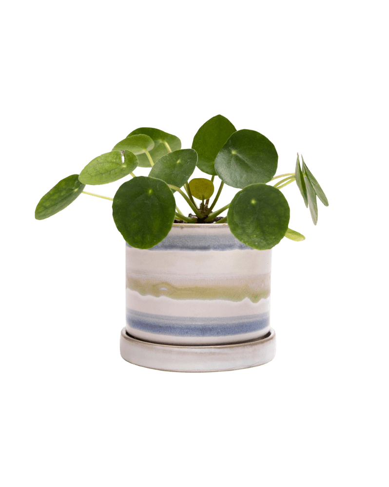 Minute Ceramic Pot And Saucer Set With Drainage | 3 & 5 inches - Chive Ceramics Studio - Pots - Chive Ceramics Studio