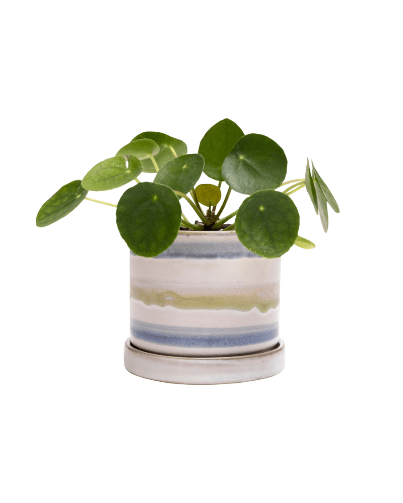 Minute Ceramic Pot And Saucer Set With Drainage | 3 & 5 inches - Chive Ceramics Studio - Pots - Chive Ceramics Studio