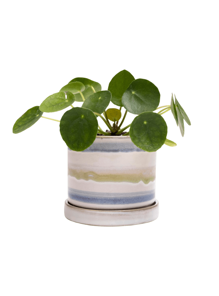 Minute Ceramic Pot And Saucer Set With Drainage | 3 & 5 inches - Chive Ceramics Studio - Pots - Chive Ceramics Studio