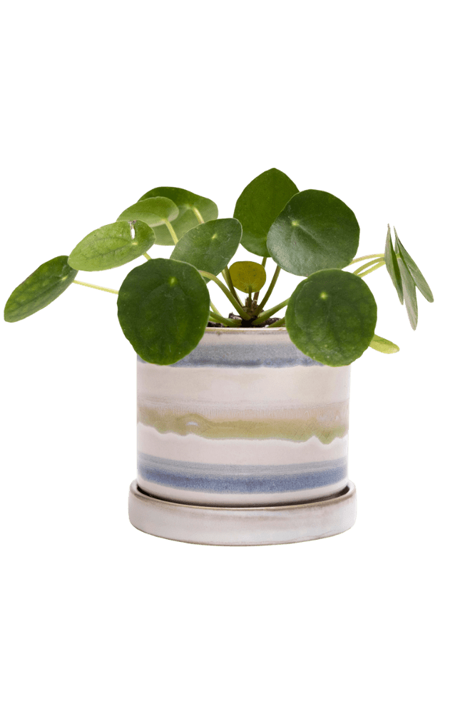 Minute Ceramic Pot And Saucer Set With Drainage | 3 & 5 inches - Chive Ceramics Studio - Pots - Chive Ceramics Studio