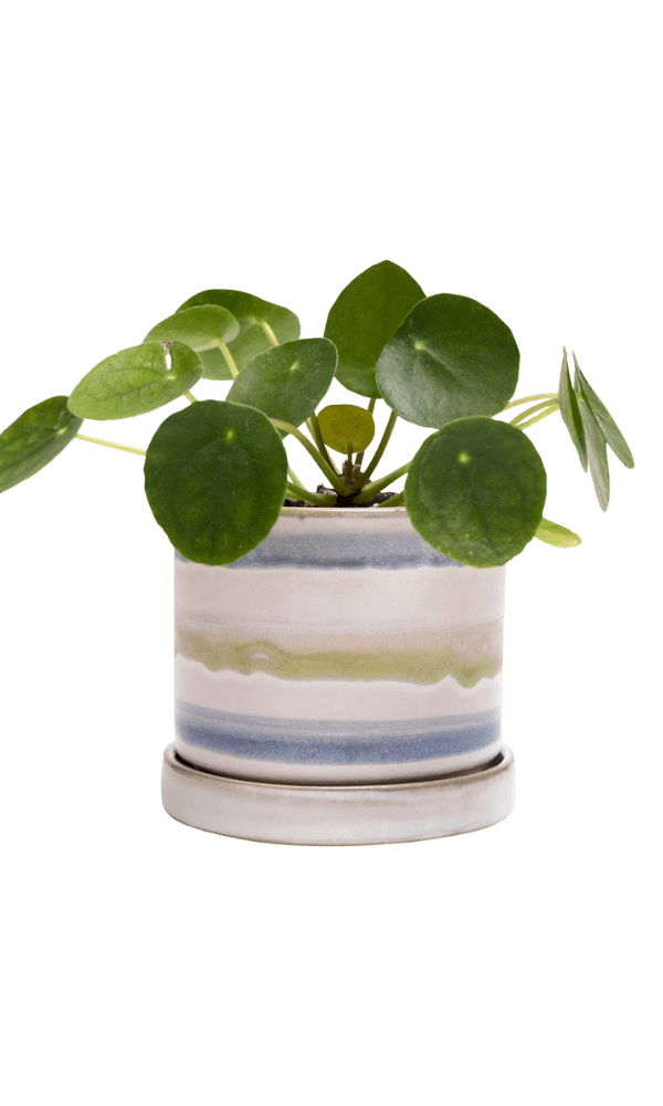 Minute Ceramic Pot And Saucer Set With Drainage | 3 & 5 inches - Chive Ceramics Studio - Pots - Chive Ceramics Studio