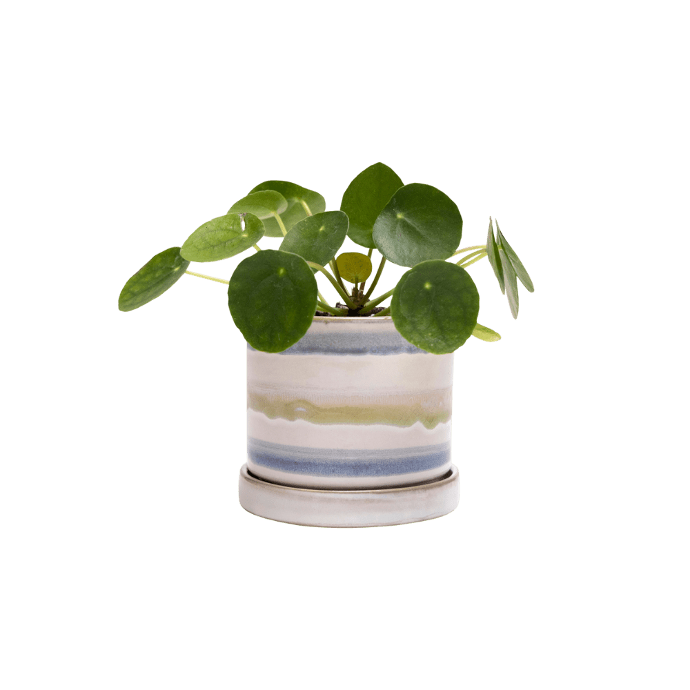 Minute Ceramic Pot And Saucer Set With Drainage | 3 & 5 inches - Chive Ceramics Studio - Pots - Chive Ceramics Studio