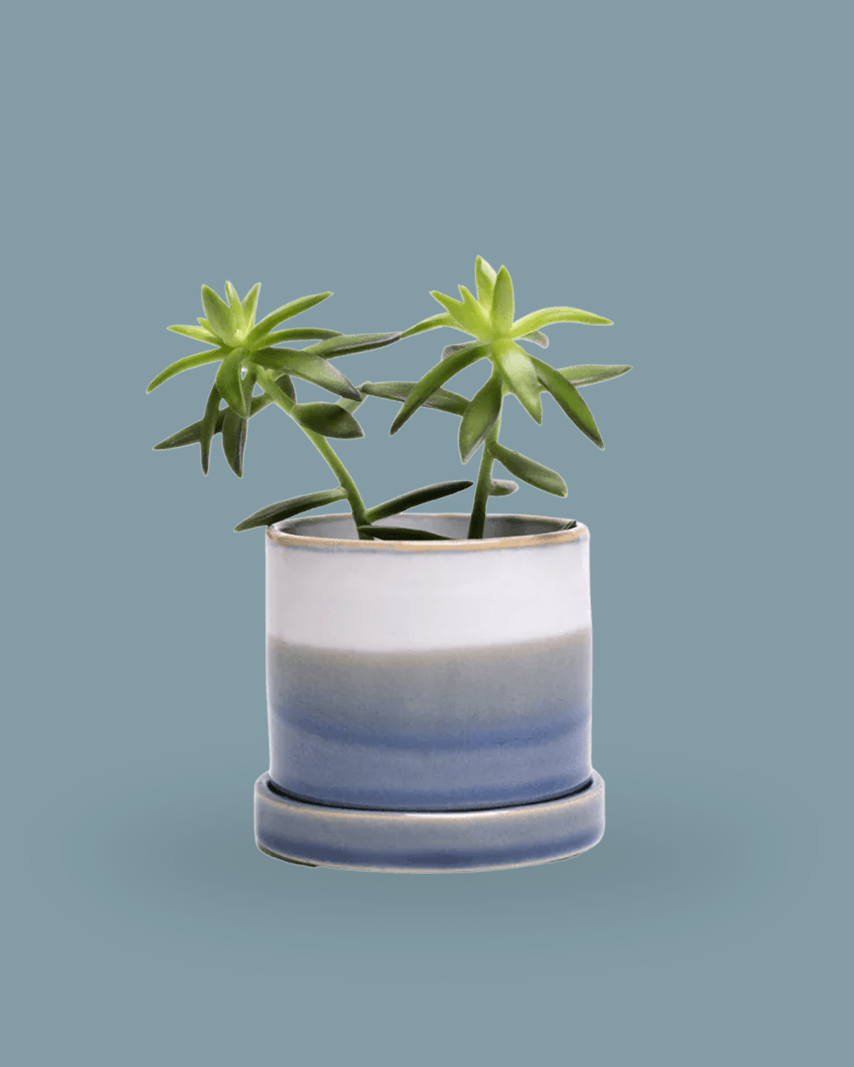 Minute Ceramic 3" Pot And Saucer Set - Chive Ceramics Studio - Pots - Chive Ceramics Studio