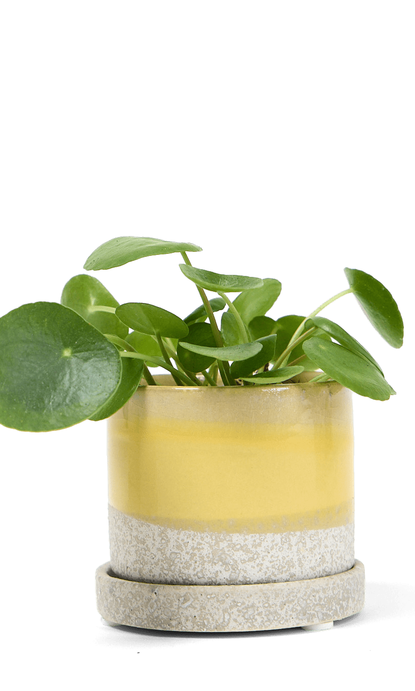 Minute Ceramic Pot And Saucer Set With Drainage - Chive Ceramics Studio - Pots - Chive Ceramics Studio