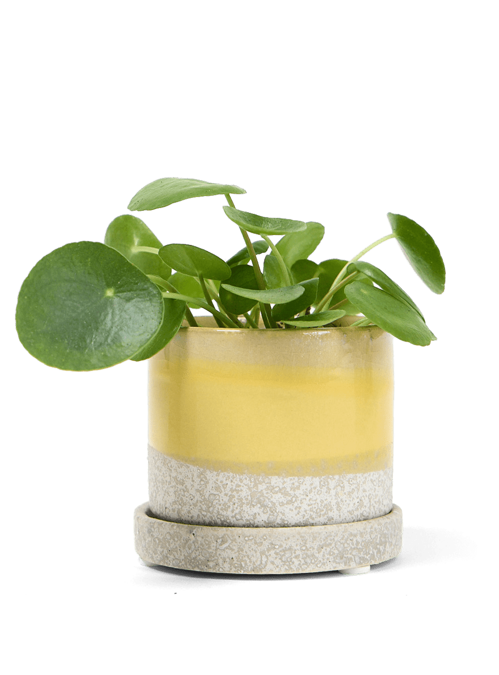 Minute Ceramic Pot And Saucer Set With Drainage - Chive Ceramics Studio - Pots - Chive Ceramics Studio