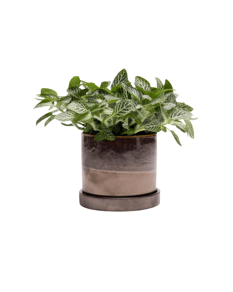 Minute Ceramic Pot And Saucer Set With Drainage | 3 & 5 inches - Chive Ceramics Studio - Pots - Chive Ceramics Studio