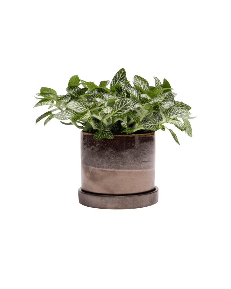 Minute Ceramic Pot And Saucer Set With Drainage | 3 & 5 inches - Chive Ceramics Studio - Pots - Chive Ceramics Studio