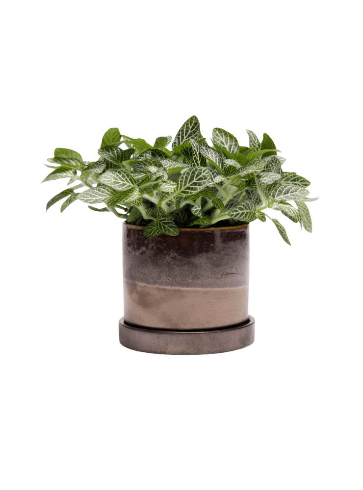 Minute Ceramic Pot And Saucer Set With Drainage | 3 & 5 inches - Chive Ceramics Studio - Pots - Chive Ceramics Studio