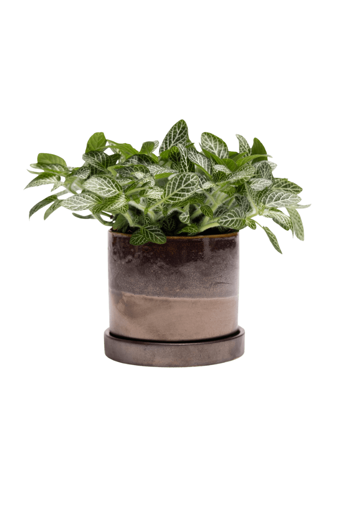 Minute Ceramic Pot And Saucer Set With Drainage | 3 & 5 inches - Chive Ceramics Studio - Pots - Chive Ceramics Studio
