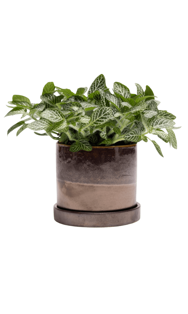 Minute Ceramic Pot And Saucer Set With Drainage | 3 & 5 inches - Chive Ceramics Studio - Pots - Chive Ceramics Studio