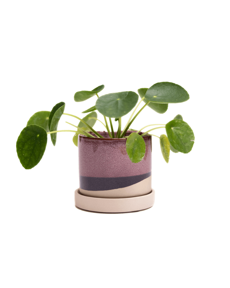 Minute Ceramic 3" Pot And Saucer Set - Chive Ceramics Studio - Pots - Chive Ceramics Studio