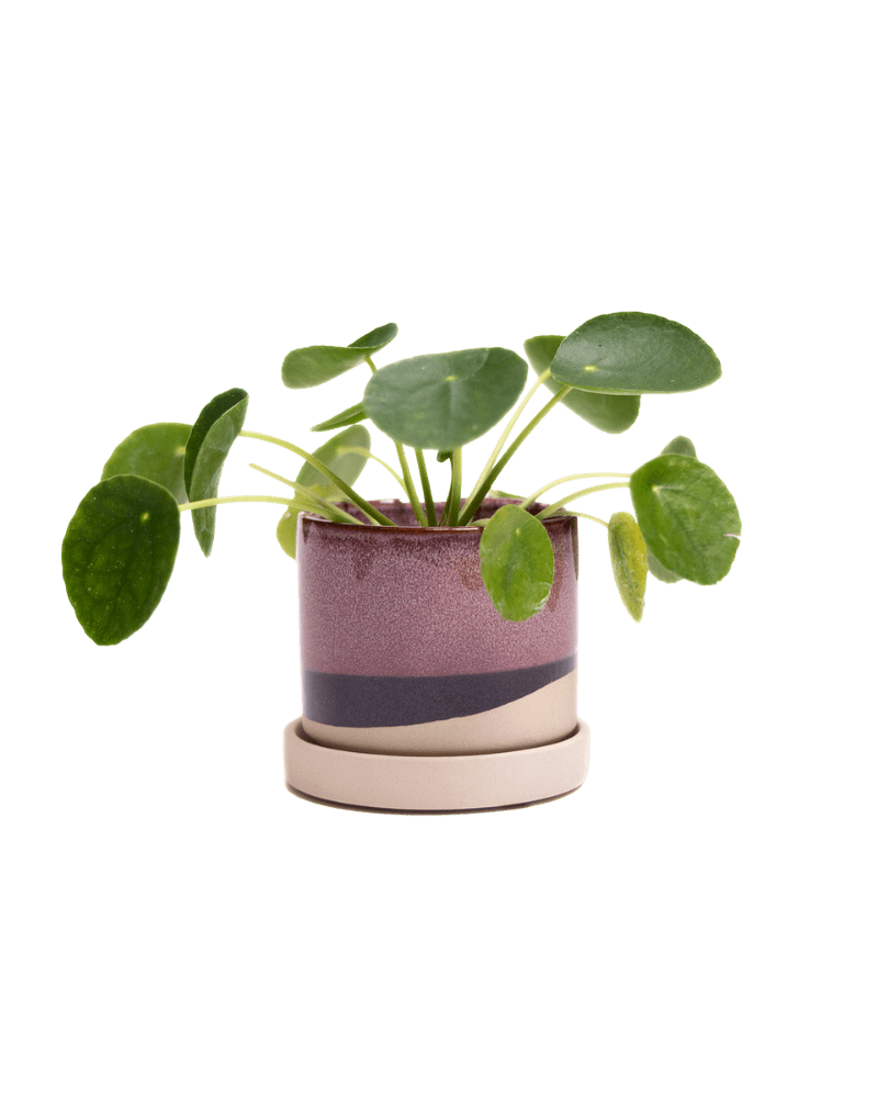 Minute Ceramic 3" Pot And Saucer Set - Chive Ceramics Studio - Pots - Chive Ceramics Studio