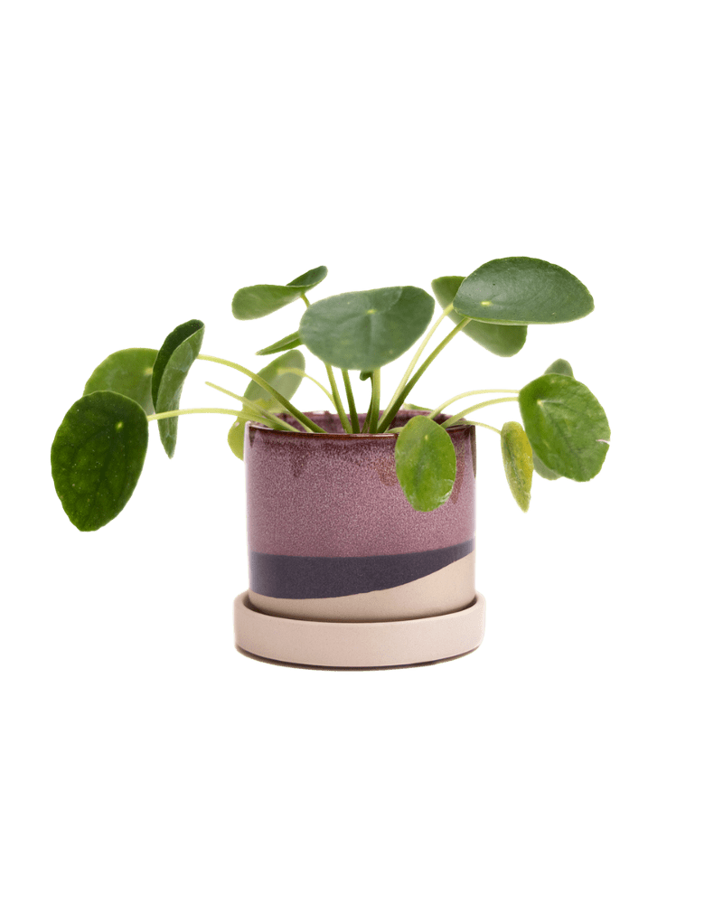 Minute Ceramic 3" Pot And Saucer Set - Chive Ceramics Studio - Pots - Chive Ceramics Studio