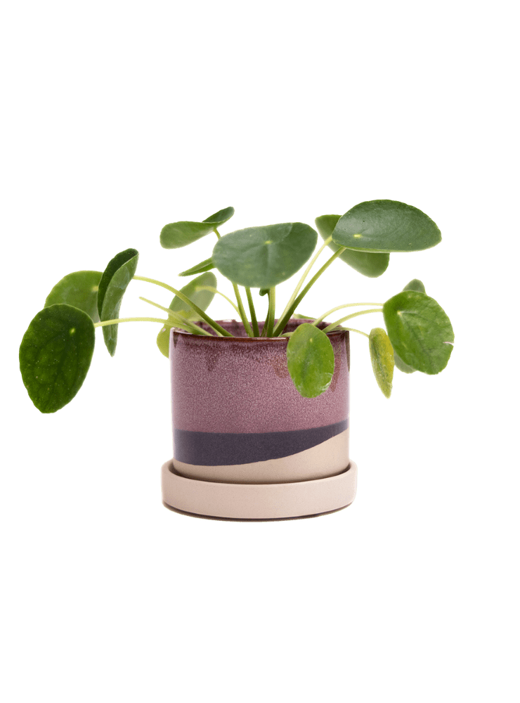 Minute Ceramic 3" Pot And Saucer Set - Chive Ceramics Studio - Pots - Chive Ceramics Studio