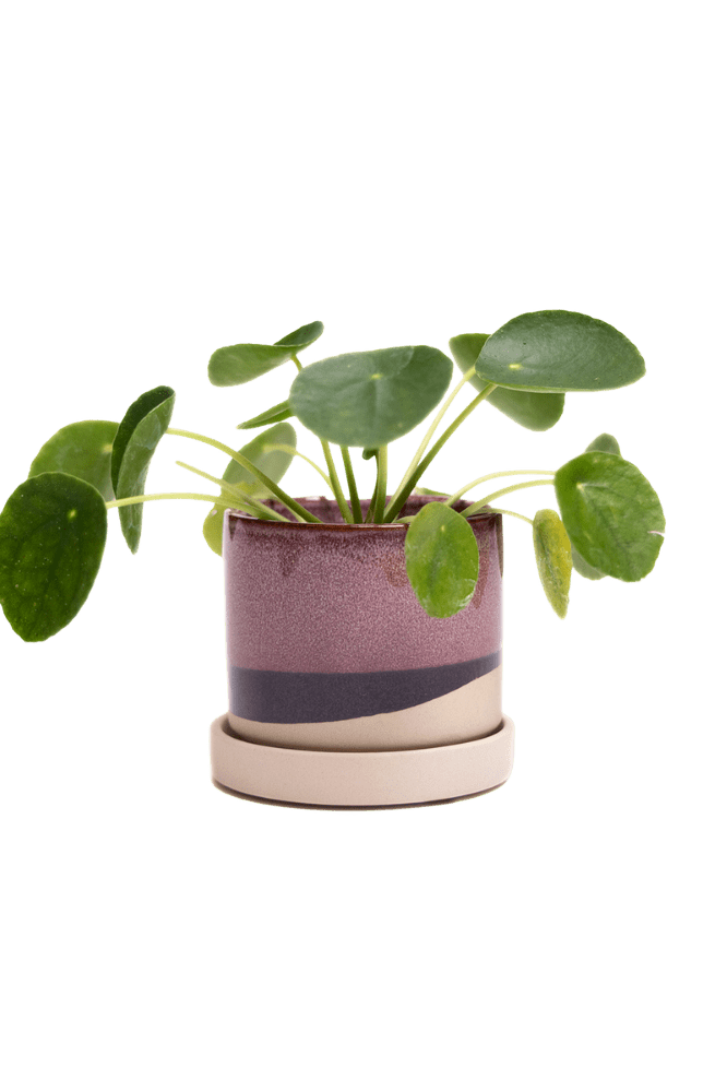 Minute Ceramic 3" Pot And Saucer Set - Chive Ceramics Studio - Pots - Chive Ceramics Studio