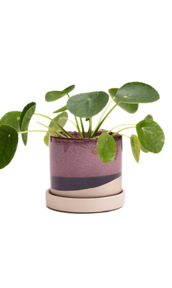 Minute Ceramic 3" Pot And Saucer Set - Chive Ceramics Studio - Pots - Chive Ceramics Studio