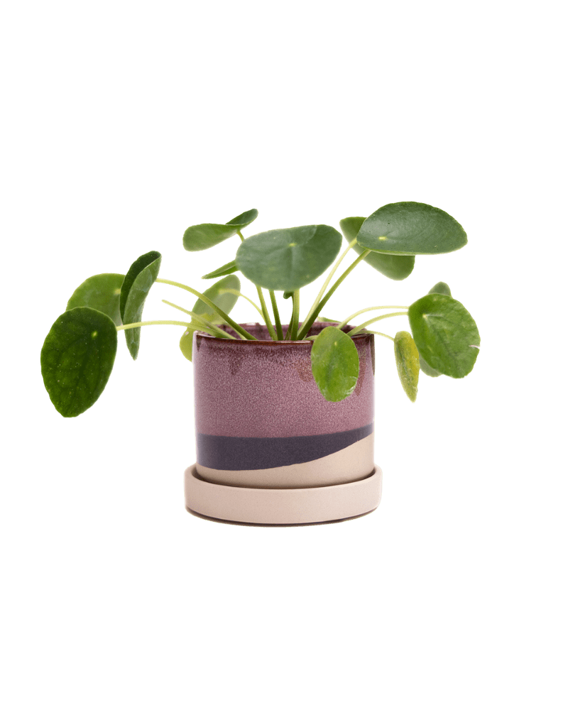 Minute Ceramic 3" Pot And Saucer Set - Chive Ceramics Studio - Pots - Chive Ceramics Studio