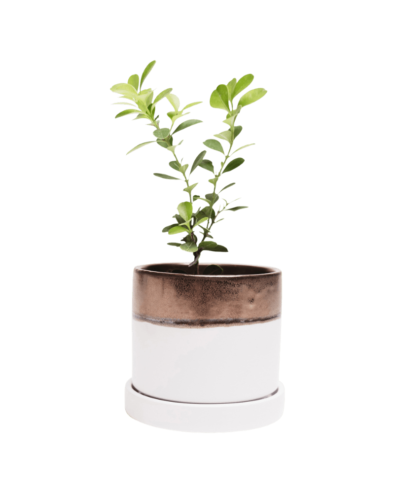 Minute Ceramic Pot And Saucer Set With Drainage | 3 inch - Chive Ceramics Studio - Pots - Chive Ceramics Studio