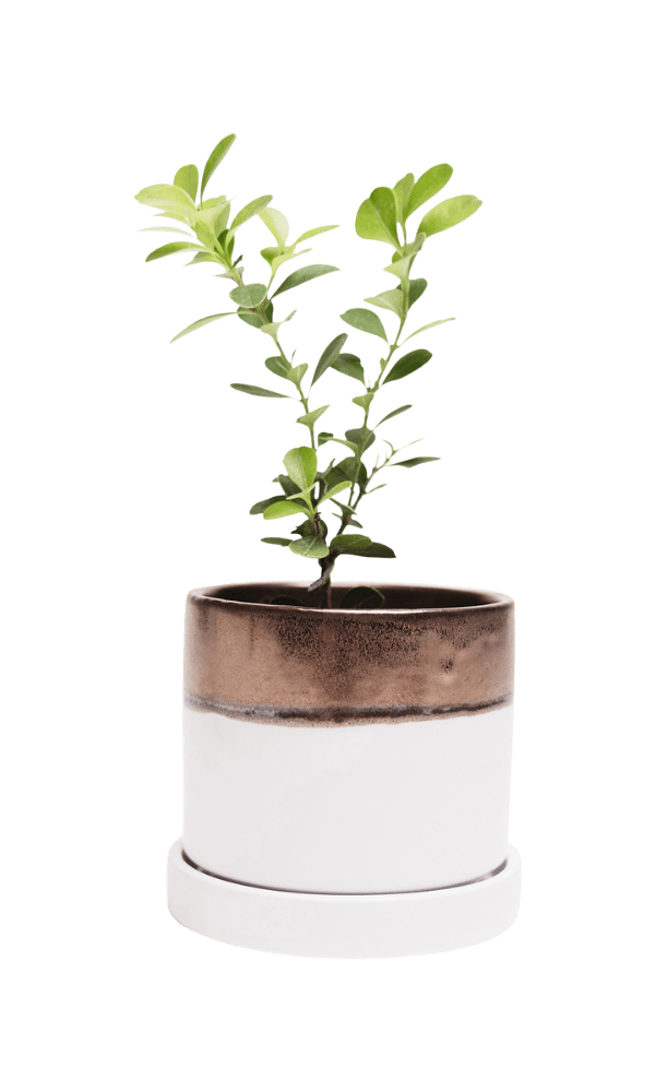 Minute Ceramic Pot And Saucer Set With Drainage | 3 inch - Chive Ceramics Studio - Pots - Chive Ceramics Studio