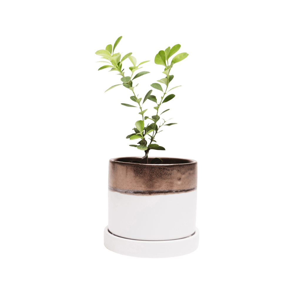 Minute Ceramic Pot And Saucer Set With Drainage | 3 inch - Chive Ceramics Studio - Pots - Chive Ceramics Studio