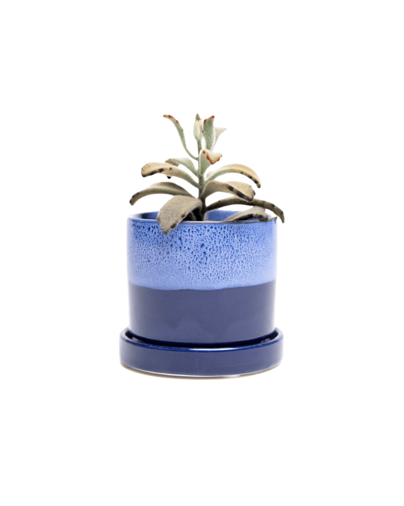 Minute Ceramic Pot And Saucer Set With Drainage | 3 inch - Chive Ceramics Studio - Pots - Chive Ceramics Studio