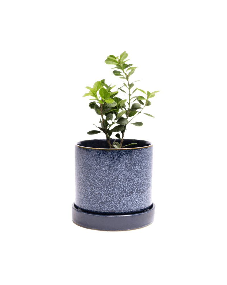 Minute Ceramic Pot And Saucer Set With Drainage | 3 inch - Chive Ceramics Studio - Pots - Chive Ceramics Studio