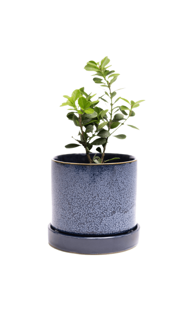 Minute Ceramic Pot And Saucer Set With Drainage | 3 inch - Chive Ceramics Studio - Pots - Chive Ceramics Studio