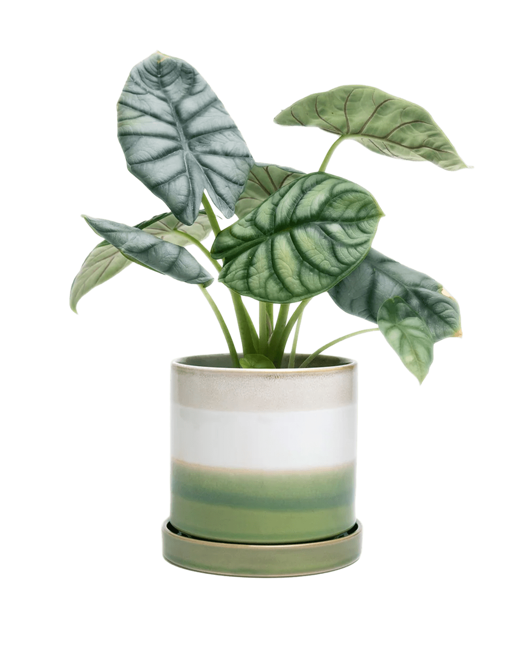 Minute Ceramic Pot And Saucer Set With Drainage | 3 & 5 inch - Chive Ceramics Studio - Pots - Chive Ceramics Studio