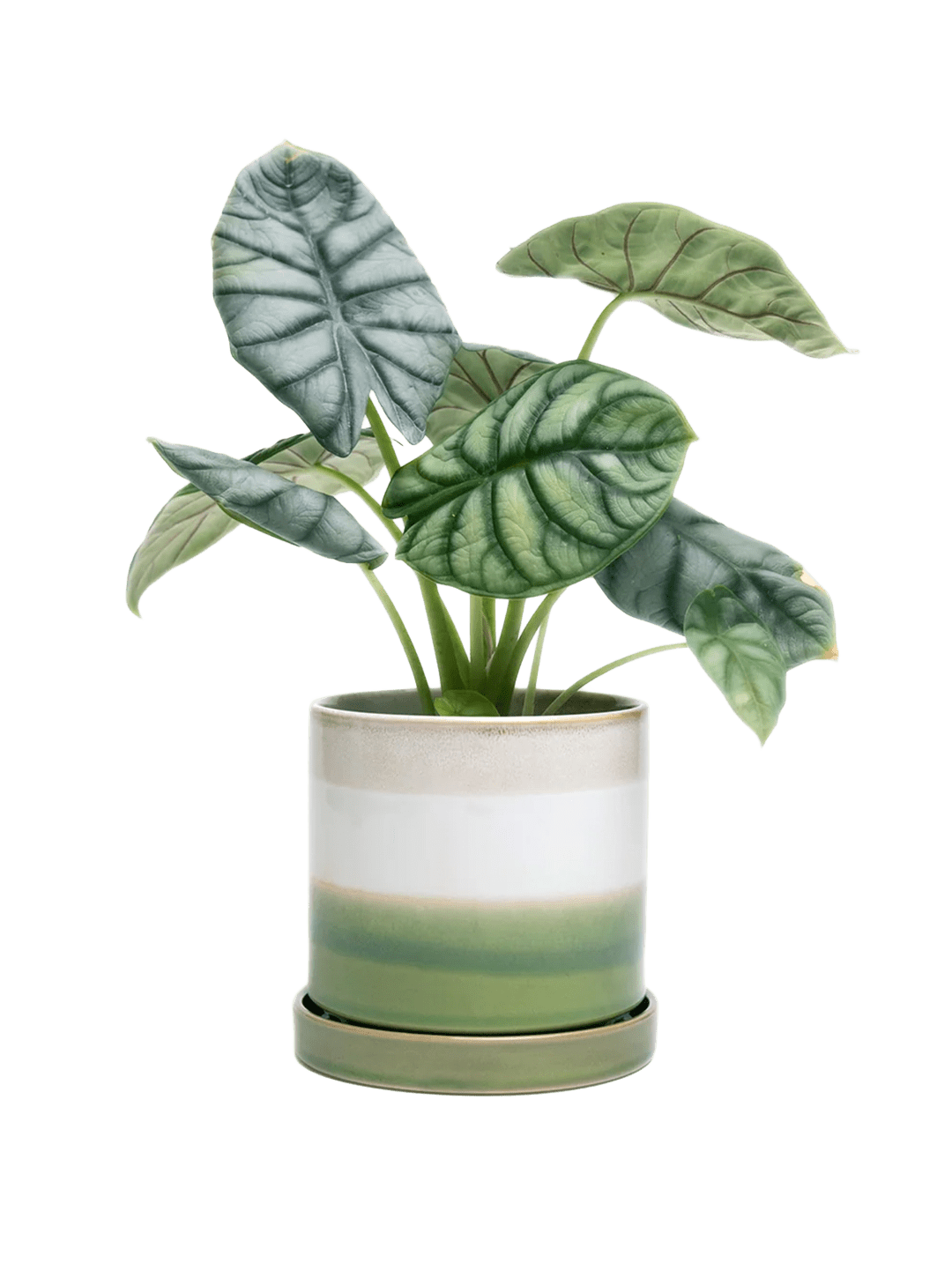 Minute Ceramic Pot And Saucer Set With Drainage | 3 & 5 inch - Chive Ceramics Studio - Pots - Chive Ceramics Studio