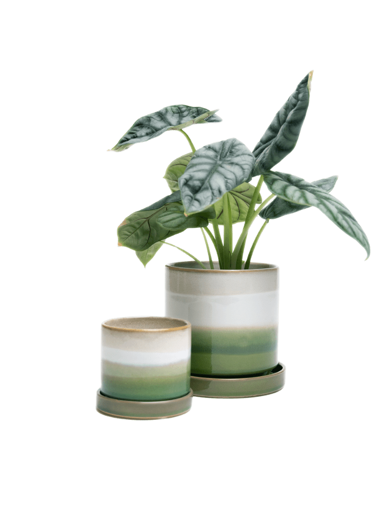 Minute Ceramic Pot And Saucer Set With Drainage | 3 & 5 inches - Chive Ceramics Studio - Pots - Chive Ceramics Studio