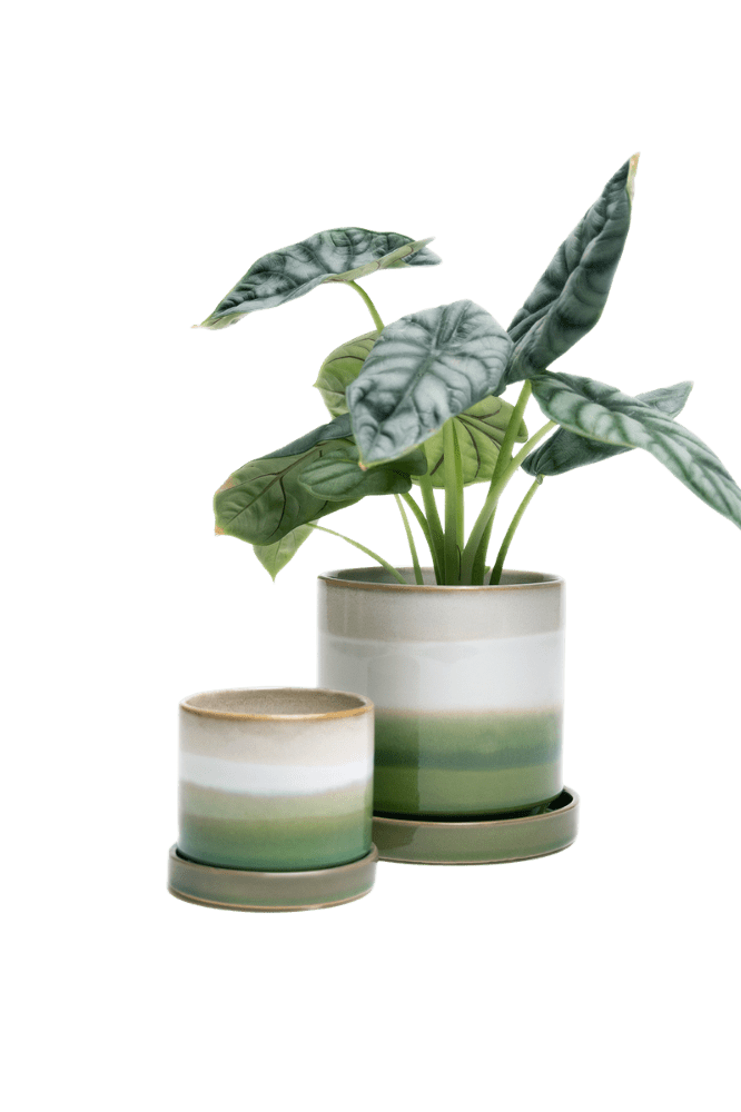 Minute Ceramic Pot And Saucer Set With Drainage | 3 & 5 inches - Chive Ceramics Studio - Pots - Chive Ceramics Studio