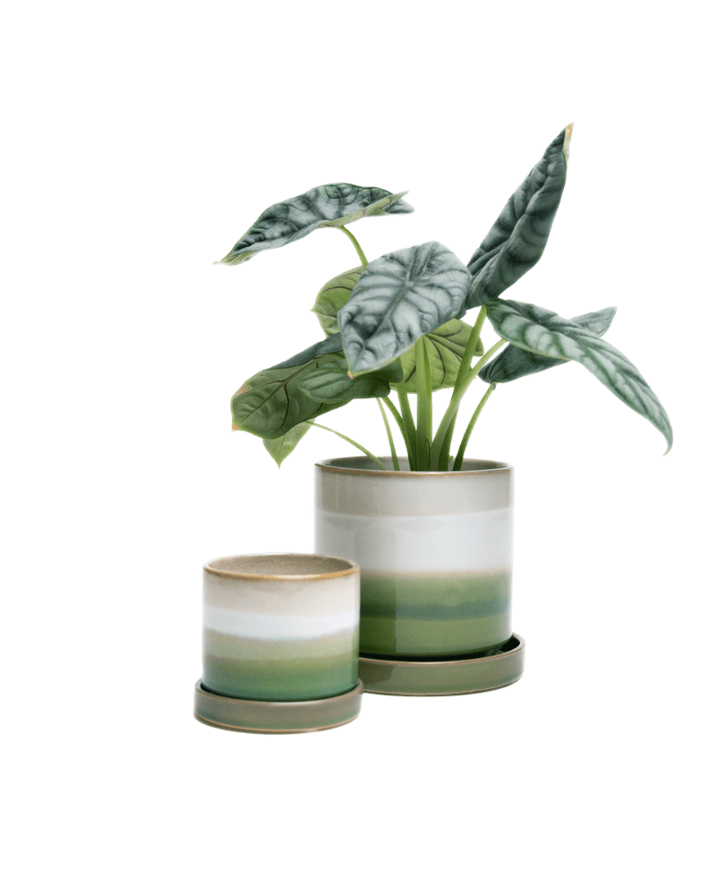 Minute Ceramic Pot And Saucer Set With Drainage | 3 & 5 inches - Chive Ceramics Studio - Pots - Chive Ceramics Studio