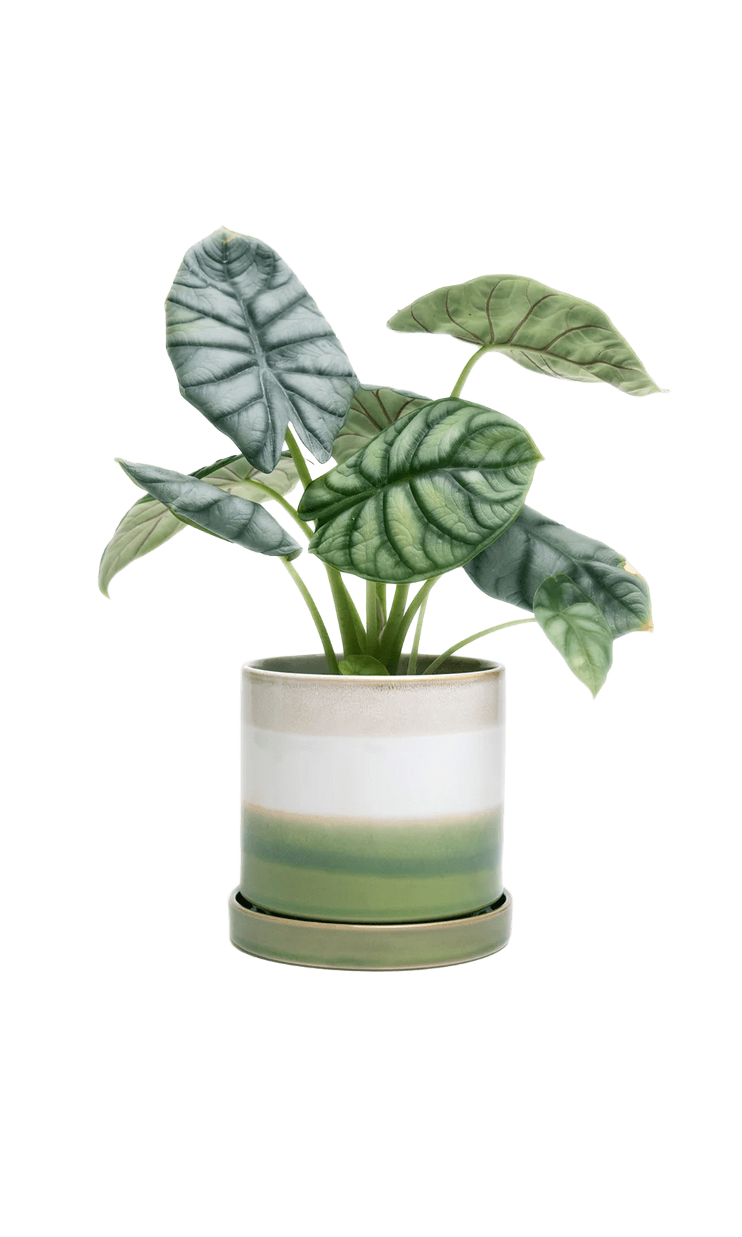 Minute Ceramic Pot And Saucer Set With Drainage | 5 inch - Chive Ceramics Studio - Pots - Chive Ceramics Studio