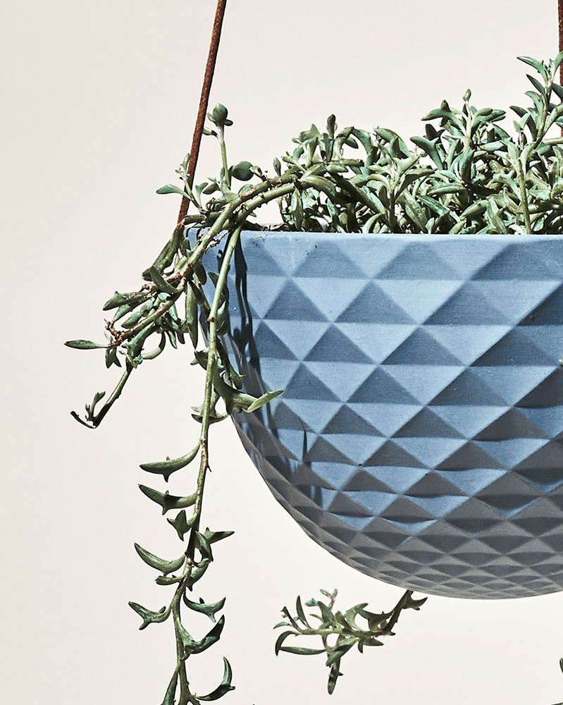 Mofo Porcelain Modern Hanging Planter - Chive Ceramics Studio - Pots - Chive US